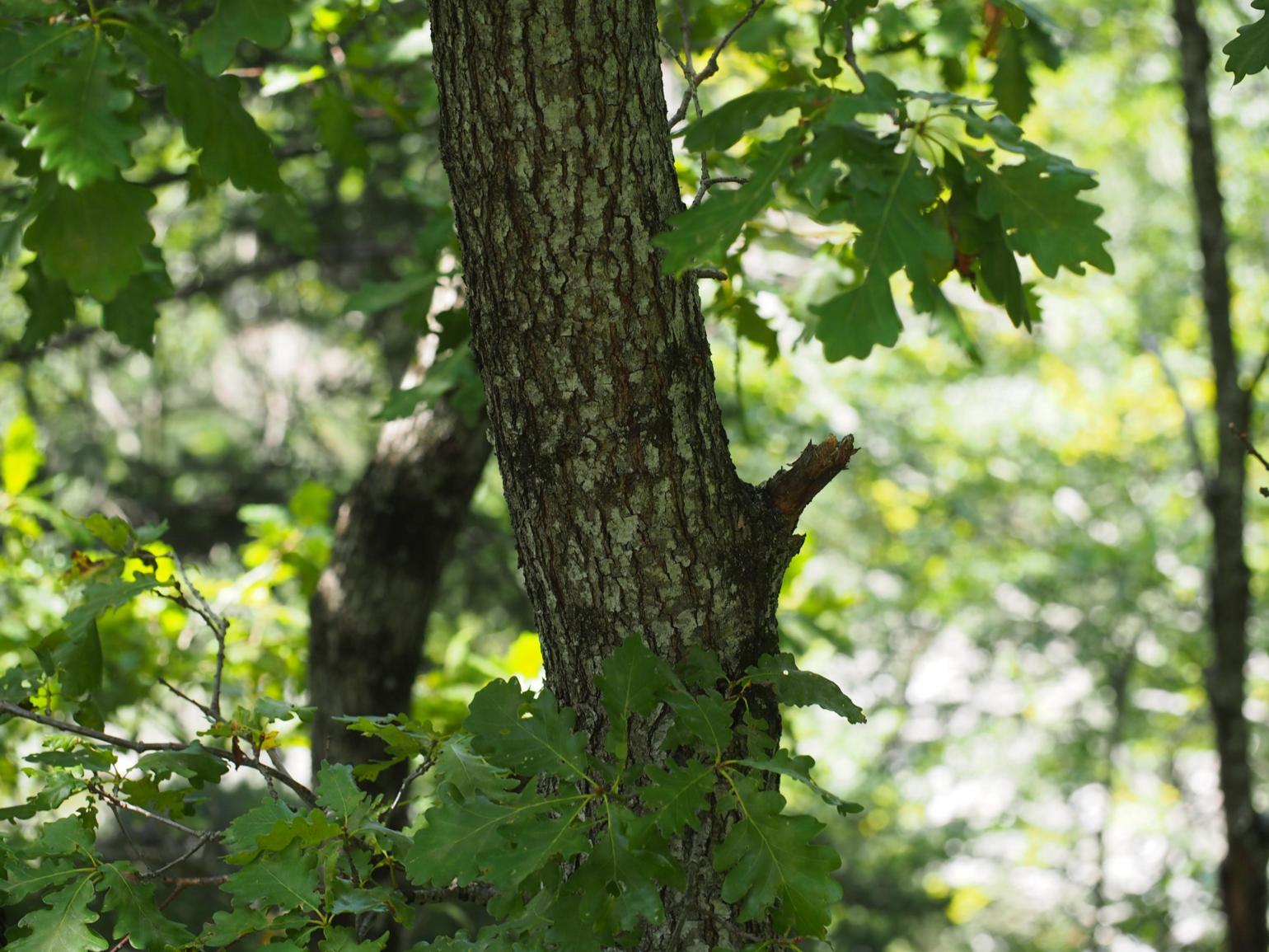 Oak, Sessile